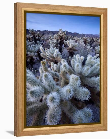 Teddy Bear Cactus or Jumping Cholla in Joshua Tree National Park, California-Ian Shive-Framed Premier Image Canvas