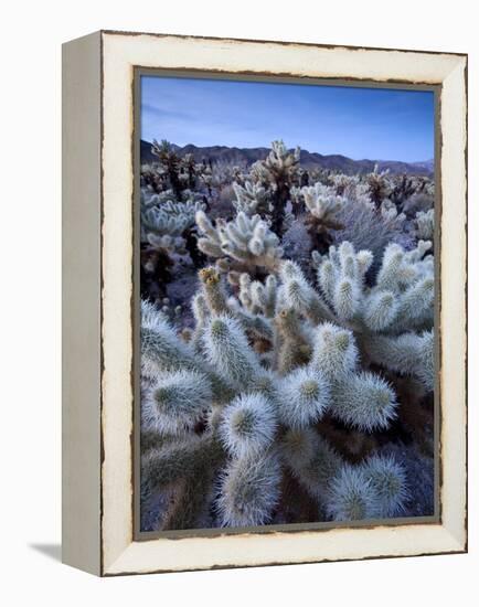 Teddy Bear Cactus or Jumping Cholla in Joshua Tree National Park, California-Ian Shive-Framed Premier Image Canvas