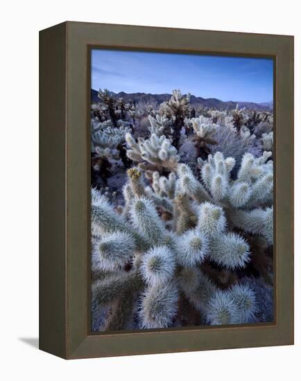 Teddy Bear Cactus or Jumping Cholla in Joshua Tree National Park, California-Ian Shive-Framed Premier Image Canvas