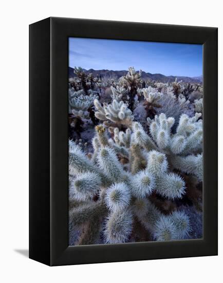 Teddy Bear Cactus or Jumping Cholla in Joshua Tree National Park, California-Ian Shive-Framed Premier Image Canvas