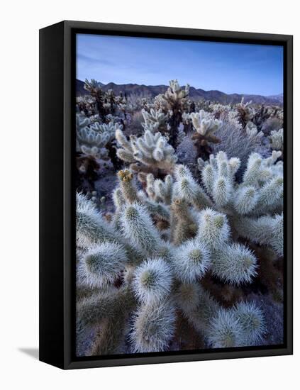 Teddy Bear Cactus or Jumping Cholla in Joshua Tree National Park, California-Ian Shive-Framed Premier Image Canvas