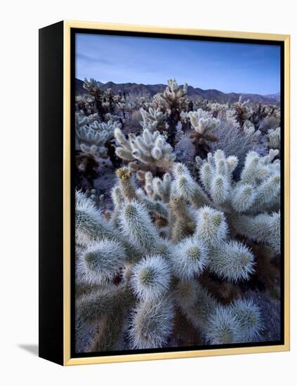 Teddy Bear Cactus or Jumping Cholla in Joshua Tree National Park, California-Ian Shive-Framed Premier Image Canvas