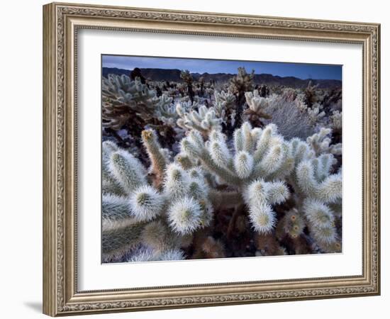 Teddy Bear Cactus or Jumping Cholla in Joshua Tree National Park, California-Ian Shive-Framed Photographic Print