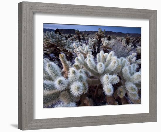 Teddy Bear Cactus or Jumping Cholla in Joshua Tree National Park, California-Ian Shive-Framed Photographic Print