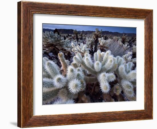 Teddy Bear Cactus or Jumping Cholla in Joshua Tree National Park, California-Ian Shive-Framed Photographic Print