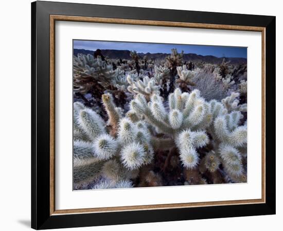 Teddy Bear Cactus or Jumping Cholla in Joshua Tree National Park, California-Ian Shive-Framed Photographic Print