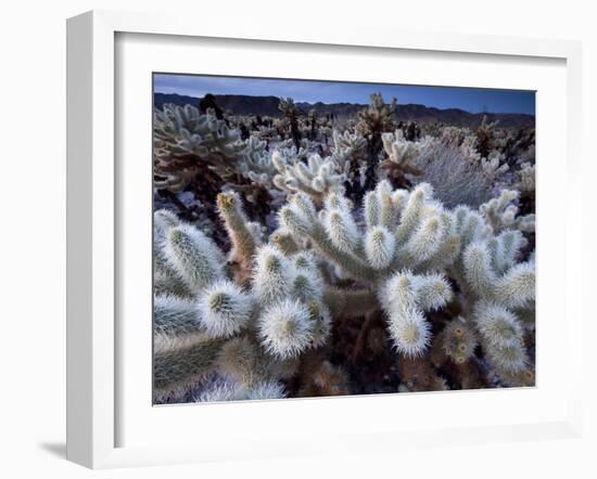 Teddy Bear Cactus or Jumping Cholla in Joshua Tree National Park, California-Ian Shive-Framed Photographic Print