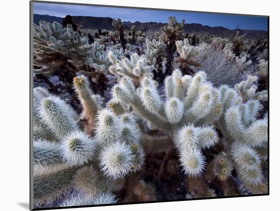 Teddy Bear Cactus or Jumping Cholla in Joshua Tree National Park, California-Ian Shive-Mounted Photographic Print