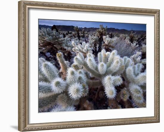 Teddy Bear Cactus or Jumping Cholla in Joshua Tree National Park, California-Ian Shive-Framed Photographic Print