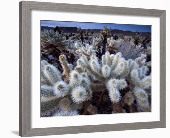 Teddy Bear Cactus or Jumping Cholla in Joshua Tree National Park, California-Ian Shive-Framed Photographic Print