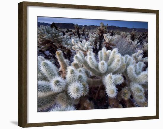 Teddy Bear Cactus or Jumping Cholla in Joshua Tree National Park, California-Ian Shive-Framed Photographic Print