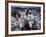 Teddy Bear Cactus or Jumping Cholla in Joshua Tree National Park, California-Ian Shive-Framed Photographic Print