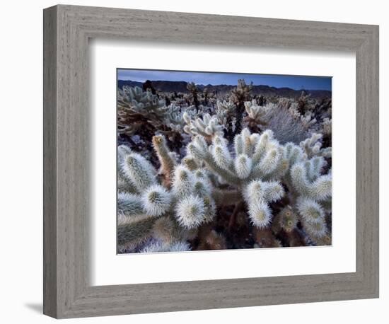 Teddy Bear Cactus or Jumping Cholla in Joshua Tree National Park, California-Ian Shive-Framed Photographic Print