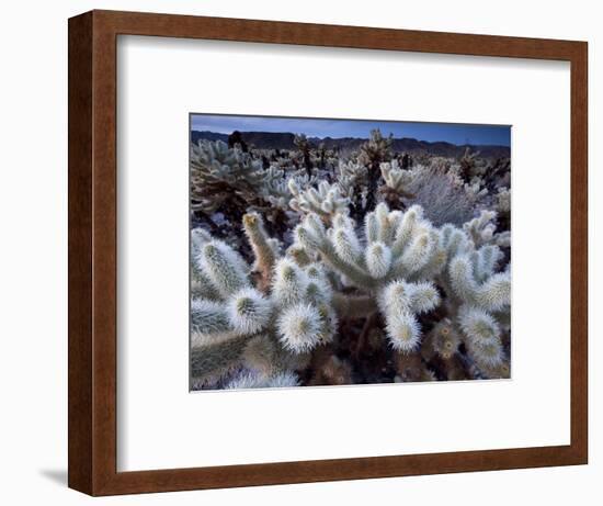 Teddy Bear Cactus or Jumping Cholla in Joshua Tree National Park, California-Ian Shive-Framed Photographic Print