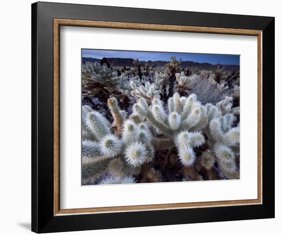 Teddy Bear Cactus or Jumping Cholla in Joshua Tree National Park, California-Ian Shive-Framed Photographic Print