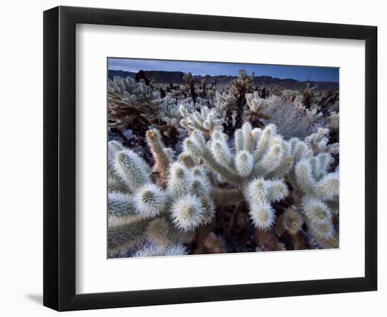 Teddy Bear Cactus or Jumping Cholla in Joshua Tree National Park, California-Ian Shive-Framed Photographic Print