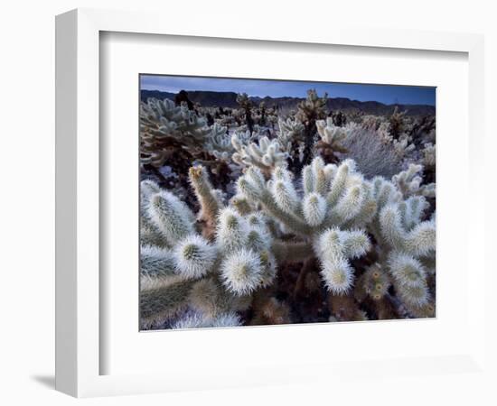 Teddy Bear Cactus or Jumping Cholla in Joshua Tree National Park, California-Ian Shive-Framed Photographic Print