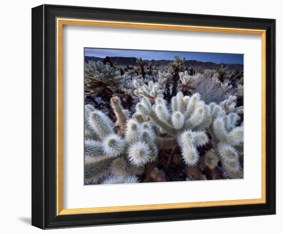 Teddy Bear Cactus or Jumping Cholla in Joshua Tree National Park, California-Ian Shive-Framed Photographic Print