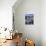 Teddy Bear Cactus or Jumping Cholla in Joshua Tree National Park, California-Ian Shive-Photographic Print displayed on a wall