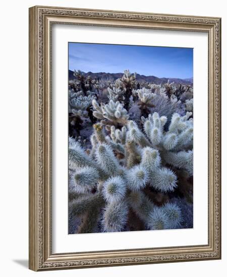 Teddy Bear Cactus or Jumping Cholla in Joshua Tree National Park, California-Ian Shive-Framed Photographic Print