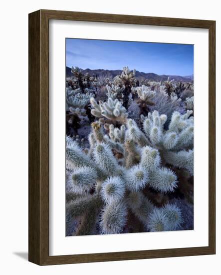 Teddy Bear Cactus or Jumping Cholla in Joshua Tree National Park, California-Ian Shive-Framed Photographic Print