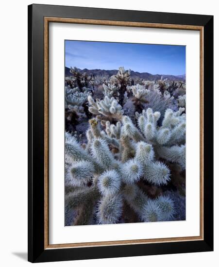 Teddy Bear Cactus or Jumping Cholla in Joshua Tree National Park, California-Ian Shive-Framed Photographic Print