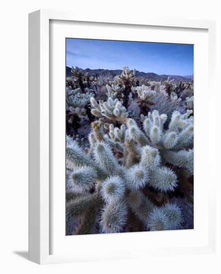 Teddy Bear Cactus or Jumping Cholla in Joshua Tree National Park, California-Ian Shive-Framed Photographic Print