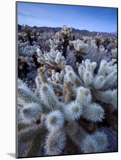 Teddy Bear Cactus or Jumping Cholla in Joshua Tree National Park, California-Ian Shive-Mounted Photographic Print