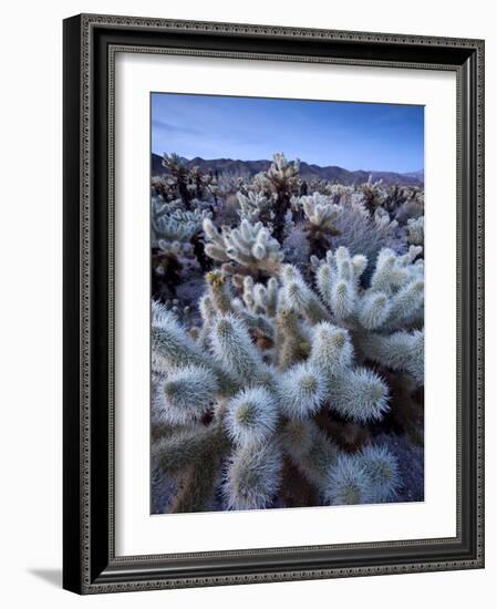 Teddy Bear Cactus or Jumping Cholla in Joshua Tree National Park, California-Ian Shive-Framed Photographic Print