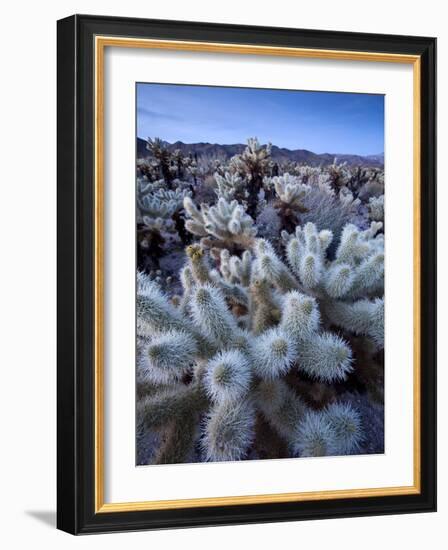 Teddy Bear Cactus or Jumping Cholla in Joshua Tree National Park, California-Ian Shive-Framed Photographic Print