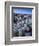 Teddy Bear Cactus or Jumping Cholla in Joshua Tree National Park, California-Ian Shive-Framed Photographic Print