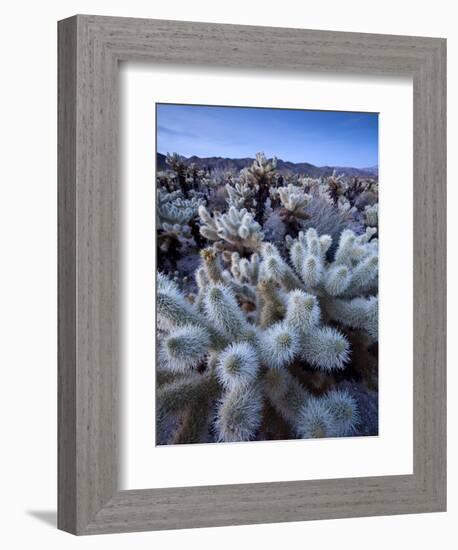 Teddy Bear Cactus or Jumping Cholla in Joshua Tree National Park, California-Ian Shive-Framed Photographic Print