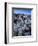 Teddy Bear Cactus or Jumping Cholla in Joshua Tree National Park, California-Ian Shive-Framed Photographic Print