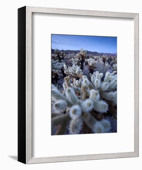 Teddy Bear Cactus or Jumping Cholla in Joshua Tree National Park, California-Ian Shive-Framed Photographic Print