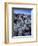 Teddy Bear Cactus or Jumping Cholla in Joshua Tree National Park, California-Ian Shive-Framed Photographic Print