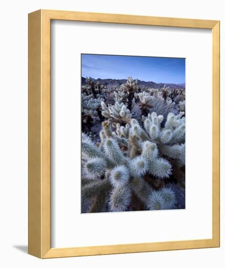 Teddy Bear Cactus or Jumping Cholla in Joshua Tree National Park, California-Ian Shive-Framed Photographic Print