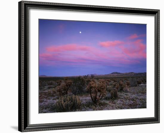 Teddy Bear Cholla Cactus, Anza-Borrego Desert State Park, California, USA-Adam Jones-Framed Photographic Print