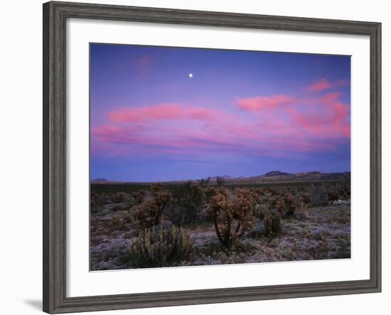 Teddy Bear Cholla Cactus, Anza-Borrego Desert State Park, California, USA-Adam Jones-Framed Photographic Print