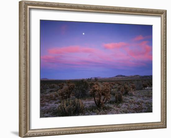 Teddy Bear Cholla Cactus, Anza-Borrego Desert State Park, California, USA-Adam Jones-Framed Photographic Print