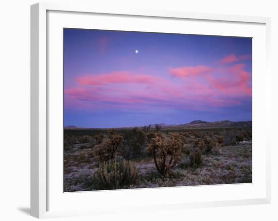 Teddy Bear Cholla Cactus, Anza-Borrego Desert State Park, California, USA-Adam Jones-Framed Photographic Print