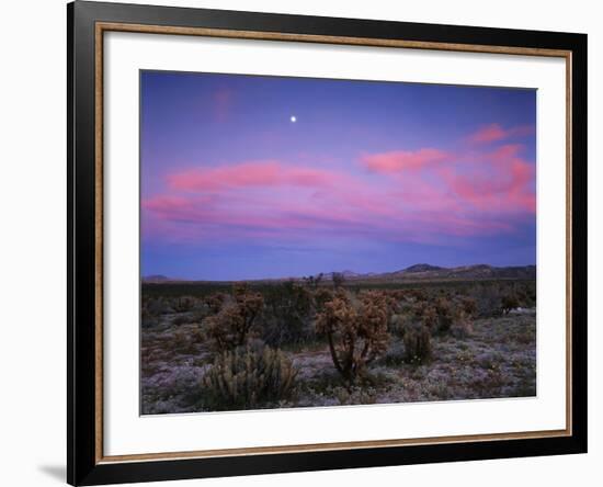 Teddy Bear Cholla Cactus, Anza-Borrego Desert State Park, California, USA-Adam Jones-Framed Photographic Print