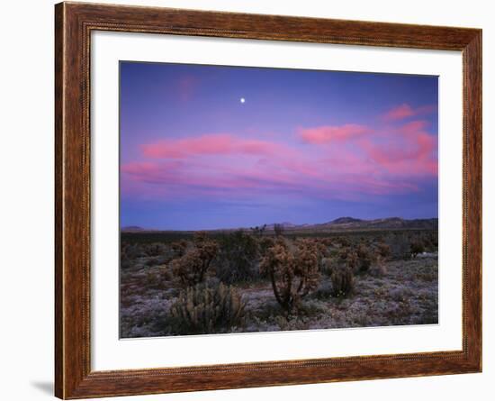 Teddy Bear Cholla Cactus, Anza-Borrego Desert State Park, California, USA-Adam Jones-Framed Photographic Print