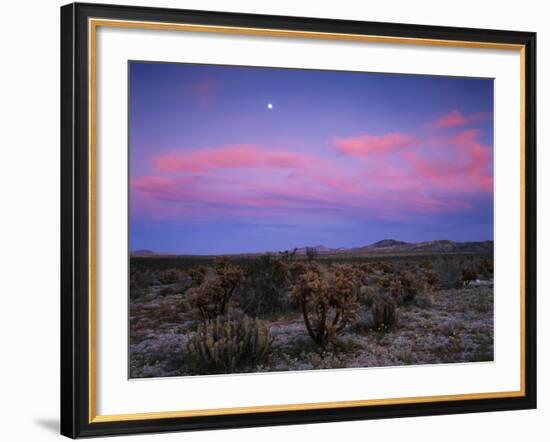 Teddy Bear Cholla Cactus, Anza-Borrego Desert State Park, California, USA-Adam Jones-Framed Photographic Print