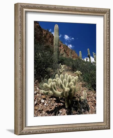 Teddy Bear Cholla (Opuntia Bigelovii), and Saguaro Cacti, Tonto National Monument, Arizona, USA-Ruth Tomlinson-Framed Photographic Print