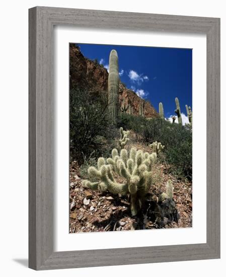 Teddy Bear Cholla (Opuntia Bigelovii), and Saguaro Cacti, Tonto National Monument, Arizona, USA-Ruth Tomlinson-Framed Photographic Print