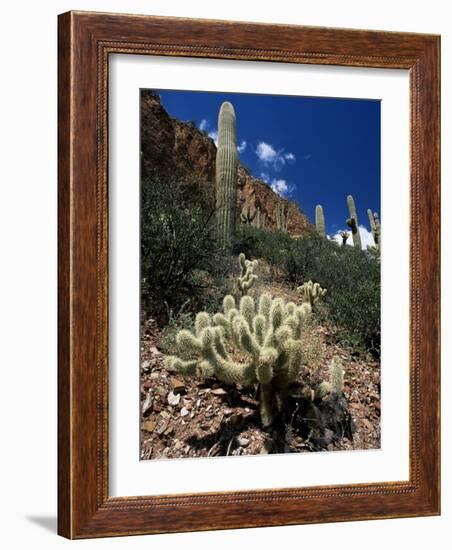 Teddy Bear Cholla (Opuntia Bigelovii), and Saguaro Cacti, Tonto National Monument, Arizona, USA-Ruth Tomlinson-Framed Photographic Print