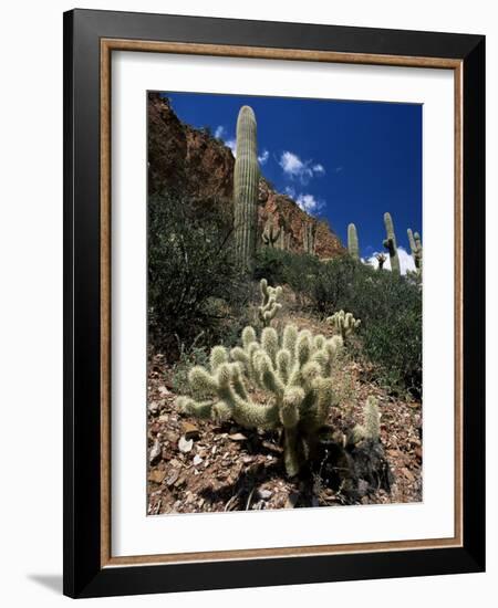 Teddy Bear Cholla (Opuntia Bigelovii), and Saguaro Cacti, Tonto National Monument, Arizona, USA-Ruth Tomlinson-Framed Photographic Print