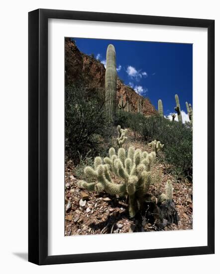 Teddy Bear Cholla (Opuntia Bigelovii), and Saguaro Cacti, Tonto National Monument, Arizona, USA-Ruth Tomlinson-Framed Photographic Print