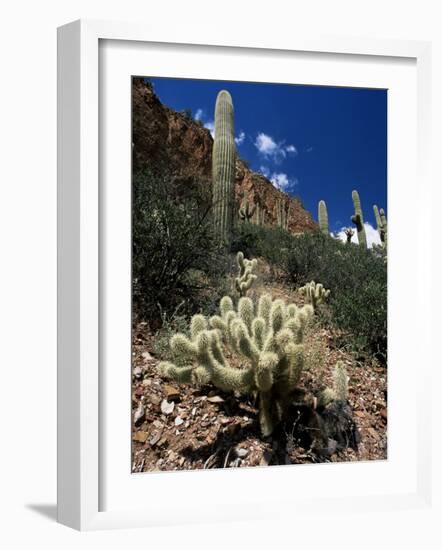 Teddy Bear Cholla (Opuntia Bigelovii), and Saguaro Cacti, Tonto National Monument, Arizona, USA-Ruth Tomlinson-Framed Photographic Print