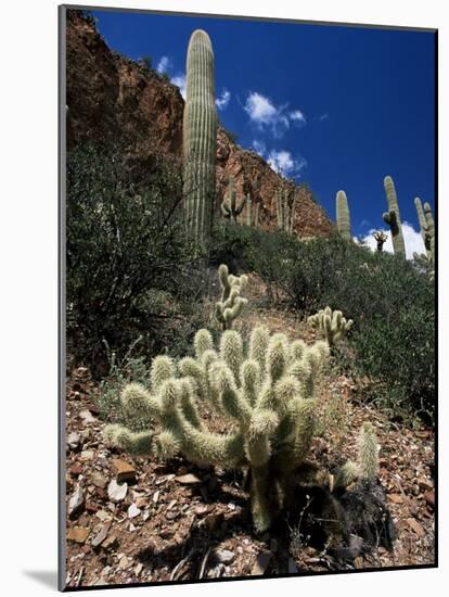 Teddy Bear Cholla (Opuntia Bigelovii), and Saguaro Cacti, Tonto National Monument, Arizona, USA-Ruth Tomlinson-Mounted Photographic Print